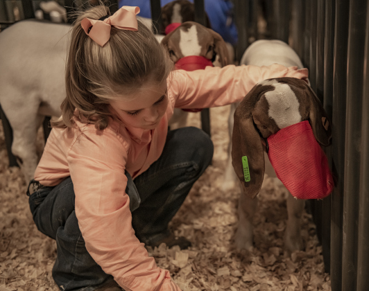Makenzie Kruger, 8, with the Thrall 4-H Club, and her goats, Rip and Tare. This is Makenzie's first year to participate.