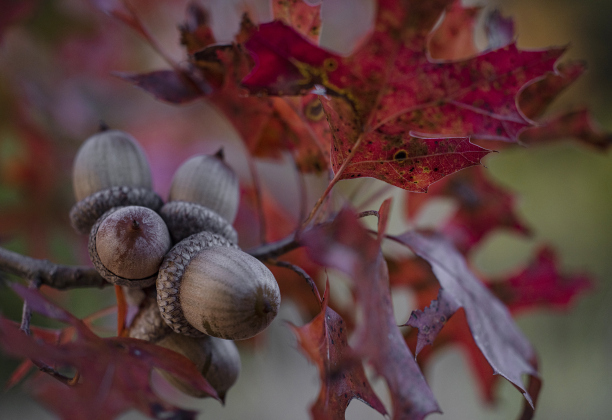 Fall colors on a tree. (Sun Archive)
