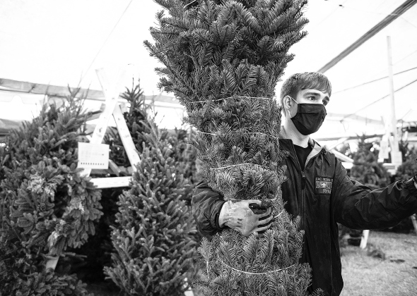 Boy Scout Troop 155  member  Ryan Raglin, 17, helps place a 10-foot-tall Christmas tree inside the troop's tent  on Friday, November 27, 2020, the first day of Christmas tree sales for the troop.  (Sun Archive)