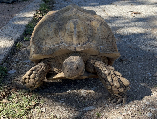 A giant 12-year-old African Sulcata tortoise was found wandering Old Town a few streets from the Square Thursday, December 15.