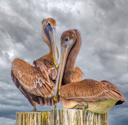 Mike Martin’s photos are on display at Cowan Creek Amenity Center. (Photos by Mike Martin)