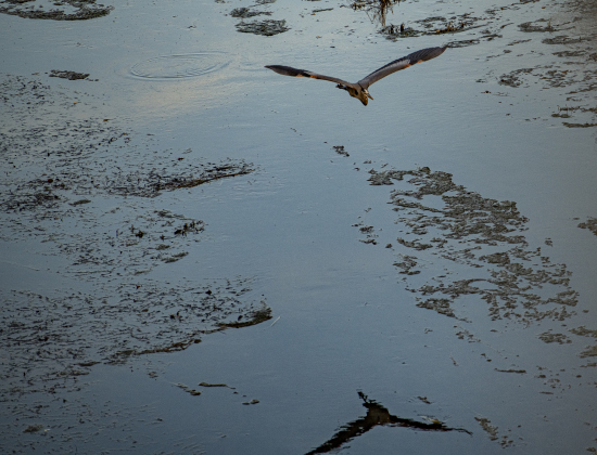 A Great Blue Heron flies over the San Gabriel River near San Gabriel Park on New Years Eve, Saturday, December 31, 2022.