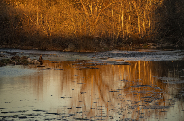 A Great Egret, barely visible at center, searches for fish in the San Gabriel River at San Gabriel Park as the late-day light fills with color on New Years Eve, Saturday, December 31, 2022.