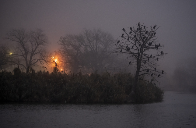 Cormorants at Taylor's rookery in Murphy Park wait for the day's first light about 20 minutes before sunrise on Sunday, January 1, the first day of 2023.