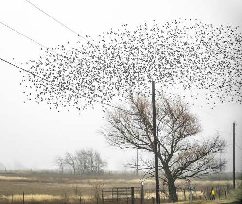 Birds swarm along County Road 412 early on Sunday, January 1.