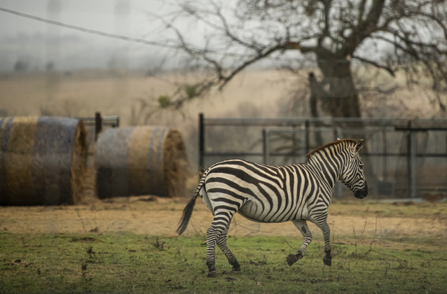 A zebra strolls through a pasture in the Sandoval area in the early hours just after sunrise  on Sunday, January 1.