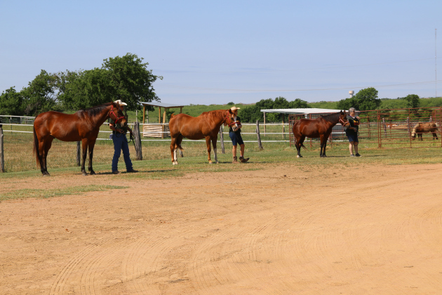 ROCK is a Georgetown nonprofit organization providing equine-assisted services to people with physical, cognitive and emotional challenges living throughout Central Texas since 2011.
