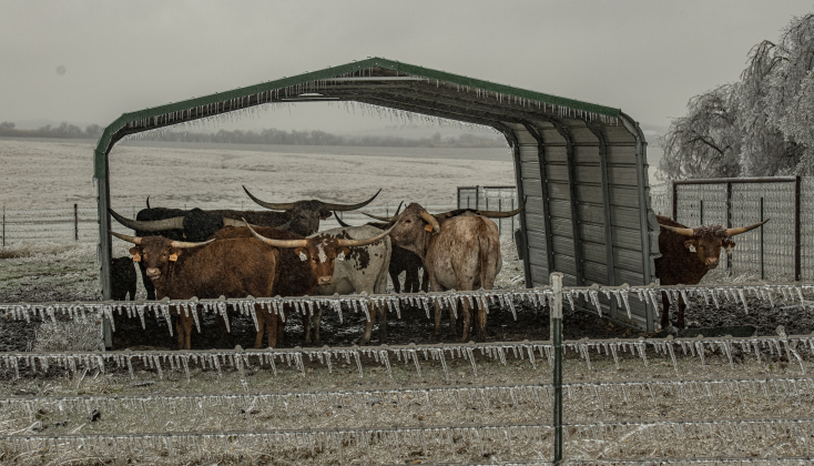 Longhorns find comfort under an enclosure along County R.oad 417 in Wuthrich Hill