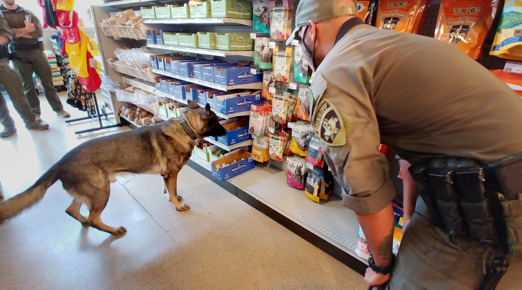 K9 Enzo searches for hidden objects in Wag Heaven for Deputy Johnson November 6, 2020, during a training exercise. 