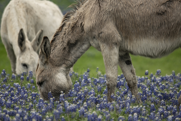 Donkeys make themselves at home at the Structure Ranch in a field of bluebonnets along County Road 472 near Farm to Market Road 619 on Tuesday, March 21.