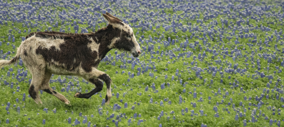 Donkeys make themselves at home at the Structure Ranch in a field of bluebonnets along County Road 472 near Farm to Market Road 619 on Tuesday, March 21.
