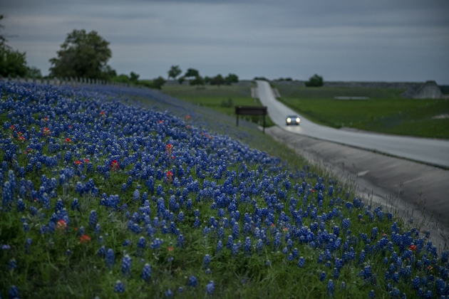 Bluebonnets mingle with Indian paintbrush near Granger Lake Dam Road  on Wednesday, March 29, 2023.