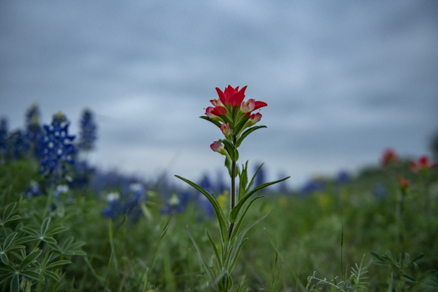 Bluebonnets mingle with Indian paintbrush near Granger Lake Dam Road  on Wednesday, March 29, 2023.