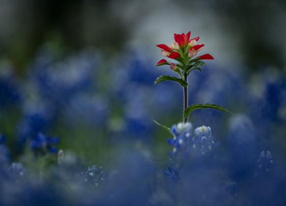 Bluebonnets mingle with Indian paintbrush near Granger Lake Dam Road  on Wednesday, March 29, 2023.