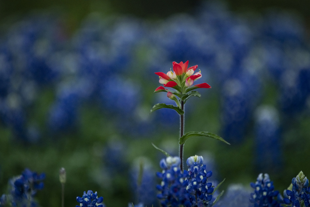 Bluebonnets mingle with Indian paintbrush near Granger Lake Dam Road  on Wednesday, March 29, 2023.