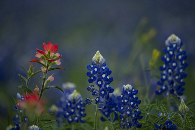 Bluebonnets mingle with Indian paintbrush near Granger Lake Dam Road  on Wednesday, March 29, 2023.