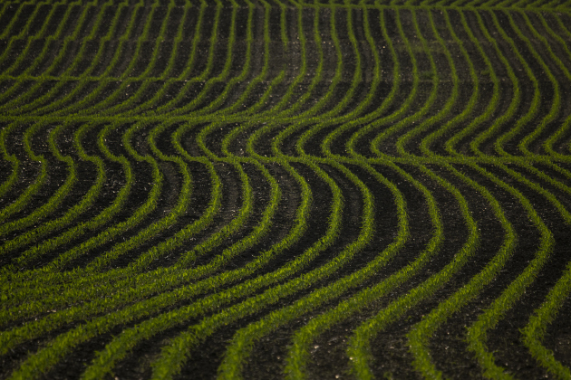 Row after row of Spring corn crops fan out across a field along County Road 301 near F.M. 972 on Monday evening, March 27, 2023.