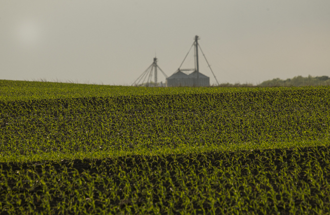 Row after row of Spring corn crops fan out across a field along County Road 301 near F.M. 972 on Monday evening, March 27, 2023.