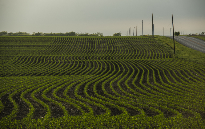 Row after row of Spring corn crops fan out across a field along County Road 301 near F.M. 972 on Monday evening, March 27, 2023.