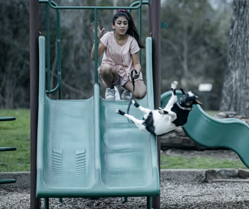 Sophia Gandara, 10,  reacts as her pet goat B.J. has a scary ride on the slide at Berry Springs Park &amp; Preserve on Wednesday, March 1, 2023.  B.J. made a safe landing, but probably will prefer to pass on future slide excursions.