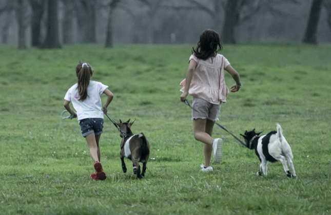Julia Gandara, 7, left,  is joined by her sister Sophia, 10, and their pet goats Biscuit (with Julia) and B.J. as they make a dash to their vehicle after an afternoon of fun  at Berry Springs Park &amp; Preserve.