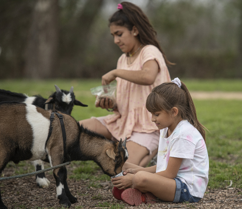 Julia Gandara, 7, front, and her sister Sophia, 10, take time from playing to feed their pet goats.
