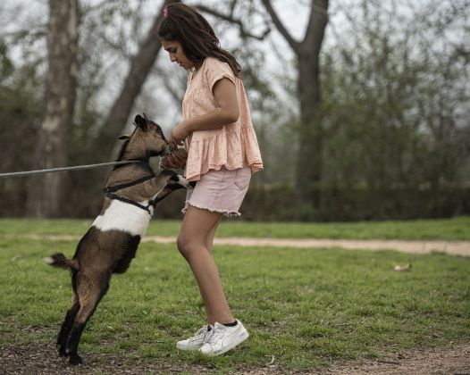 Sophia Gandara, 10, feeds her anxious pet goat Biscuit while taking a break from playing with her sister Julia, 7,  at Berry Springs Park &amp; Preserve.