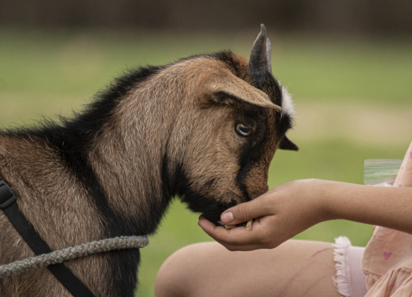 Biscuit the goat gets a snack from Sophia Gandara, 10.