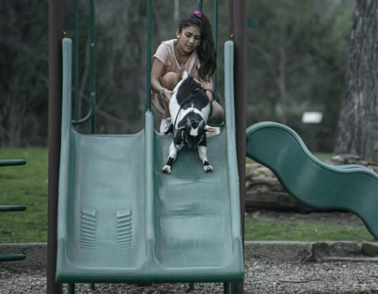 Sophia Gandara, 10, helps her pet goat B.J. negotiate a slide.