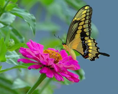 Sherry McRae won Best in Show for “Sweet Nectar Time” in the DeWitt County Shutterbugs Photography Contest.