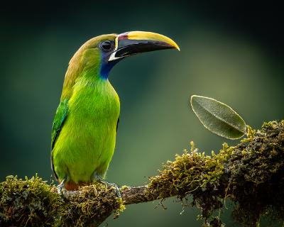 Glenn Rudd won First Place for “Emerald Toucanette” in the DeWitt County Shutterbugs Photography Contest.