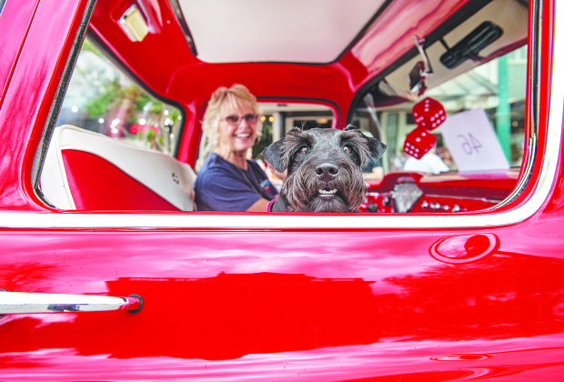 anie Lien, who was showing her 1957 Chevrolet pickup truck in the car show, was joined by Chevy, her Miniature Schnauzer,  at the Red Poppy Festival on Saturday, April 23, 2022.    Photo by Andy Sharp  