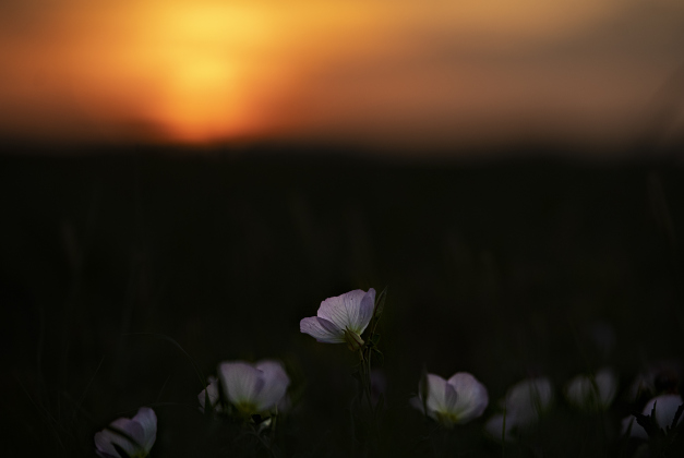 Evening Primrose wildflowers adorn a field along Bill Pickett Trail at sunset on Saturday, April 1, 2023.