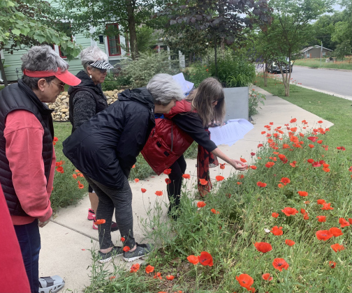 Georgetown historian Helen Cordes and attendees of her free poppy-themed history walk inspect a patch of poppies Monday, April 24.