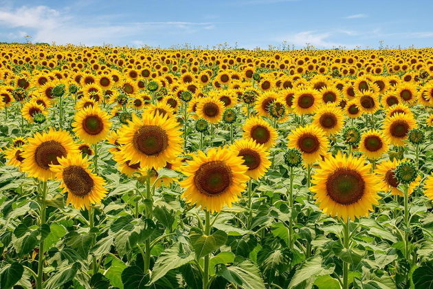 “Fields of Gold” by John Leek is on display in Sun City at the Activities Center.