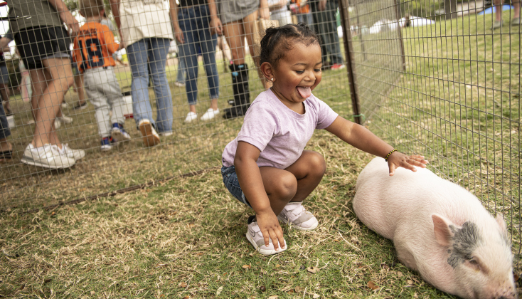 2-year-old Stormi Fields pets a pig named Triangle at the Fry's Fun Farm petting zoo during Blackland Prairie Days. 