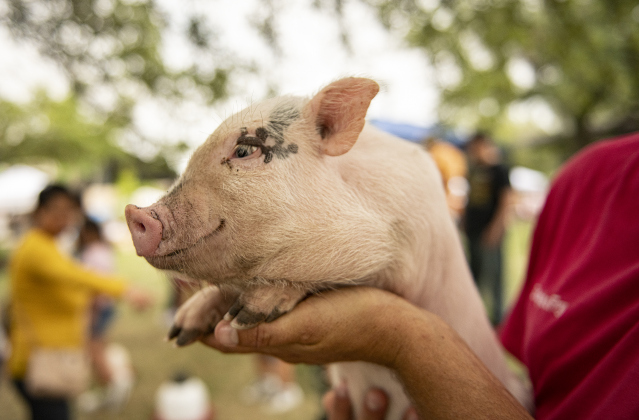 A little pig named Blue, held by Doug Fry,  was happy for the attention at the Fry's Fun Farm petting zoo.