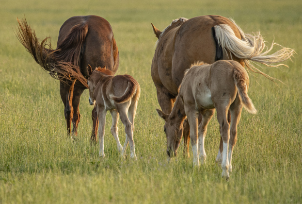 Horses born weeks ago stay close to their mothers while enjoying a large pasture along Texas Highway 29.