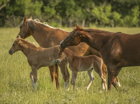 Horses born weeks ago stay close to their mothers while enjoying a large pasture along Texas Highway 29.