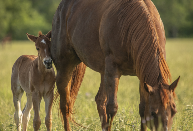 The horses live at the Gattis Cattle Company, where Quarter Horses are also raised.