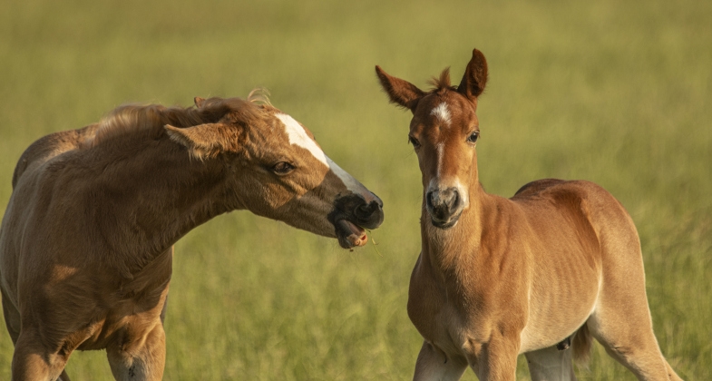 Horses have fun playing together.