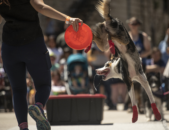 Levy, with his owner Vanessa Fanelli, demonstrates his disc-catching skill during the Popp Pup Parade.