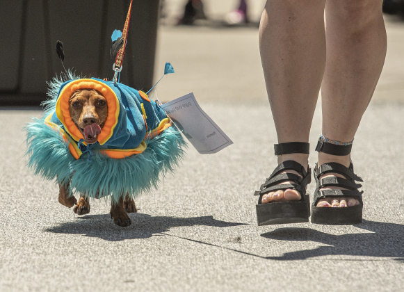 A dachshund named Posie Gail, with owner Emily Egger, models her caterpillar outfit  during a costume contest held in conjunction with this year's Popp Pup Parade   on Sunday, April 30, 2023, the final day of this year's Red Poppy Festival.  The pet parade was sponsored by Wag Heaven.