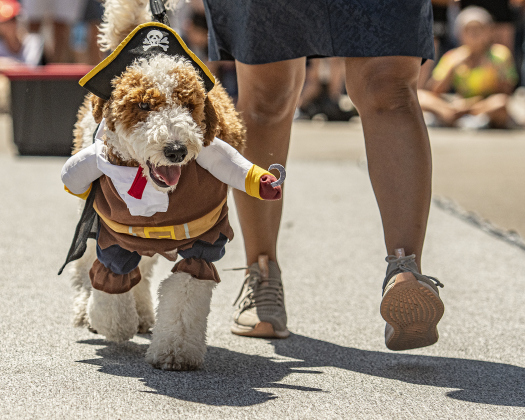 Zen, a 6-month-old Golden Doodle, with his owner Anuja Sonawane, was dressed as a pirate for a costume contest.