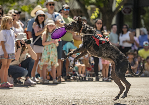 Bedias, owned by Sylvester Jaranillo of Franklin, Texas, demonstrates his disc-grabbing skill during the Popp Pup Parade.