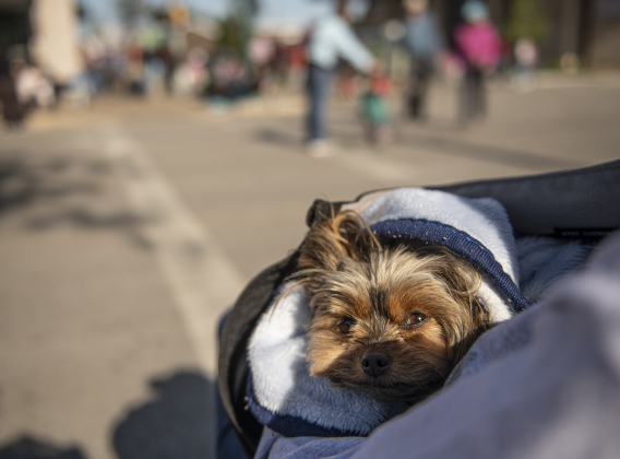 Mia is bundled up wither human, C.C. Ybarra, as they wait for the start of the parade.