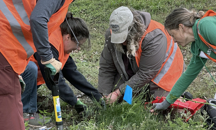 From left, Amy Sokol, Sherry Koorie, Ashley Landry and Adalis Cardenas dig up native plants. 