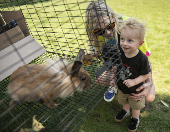 22-month-old Marty Vanasse and his mom Tracey Vanesse take a look at one of three Lionhead bunnies offered for free by Jenn McPeak.