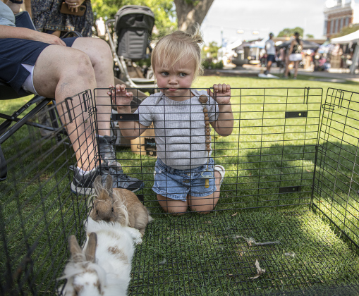 Taytum Flores looks at two of three Lionhead bunnies being given away by Jenn McPeak. Taytum and her parents did go home with the white bunny shown at lower left.