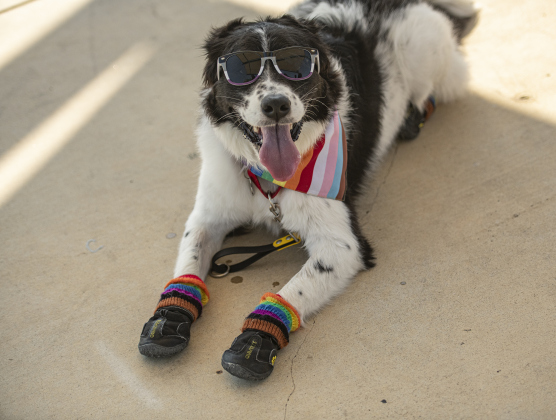 Juno, owned by Kendra Chance, was all decked out with shoes for foot protection against the heat.